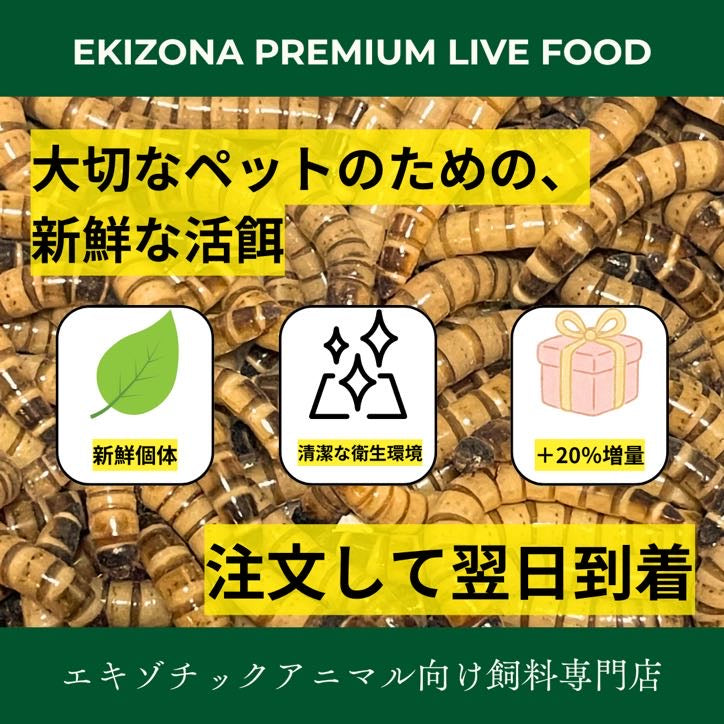ジャイアントミルワーム 生き餌 MLサイズ