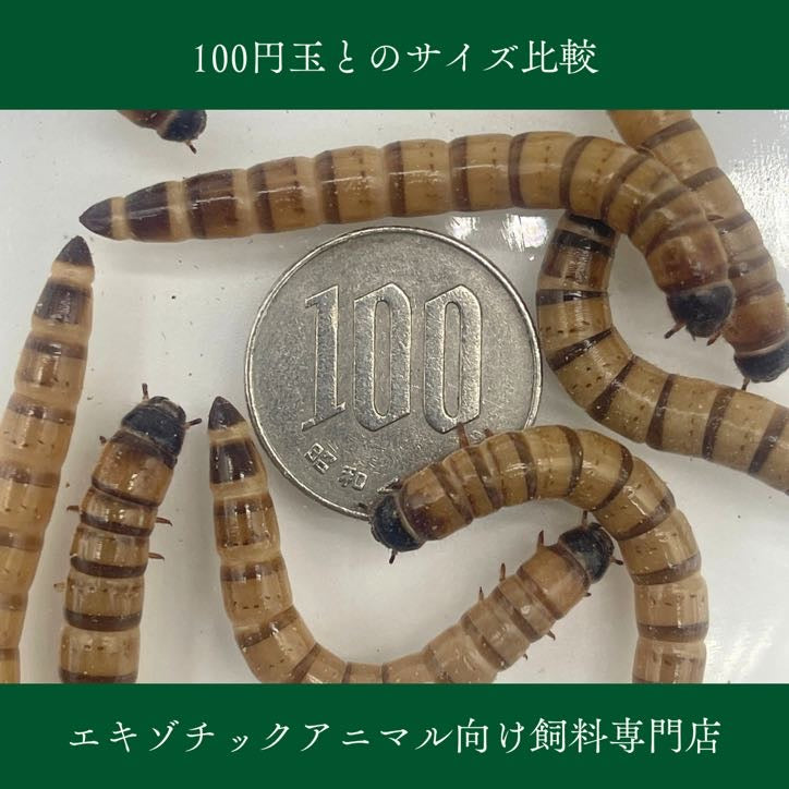 ジャイアントミルワーム 生き餌 MLサイズ