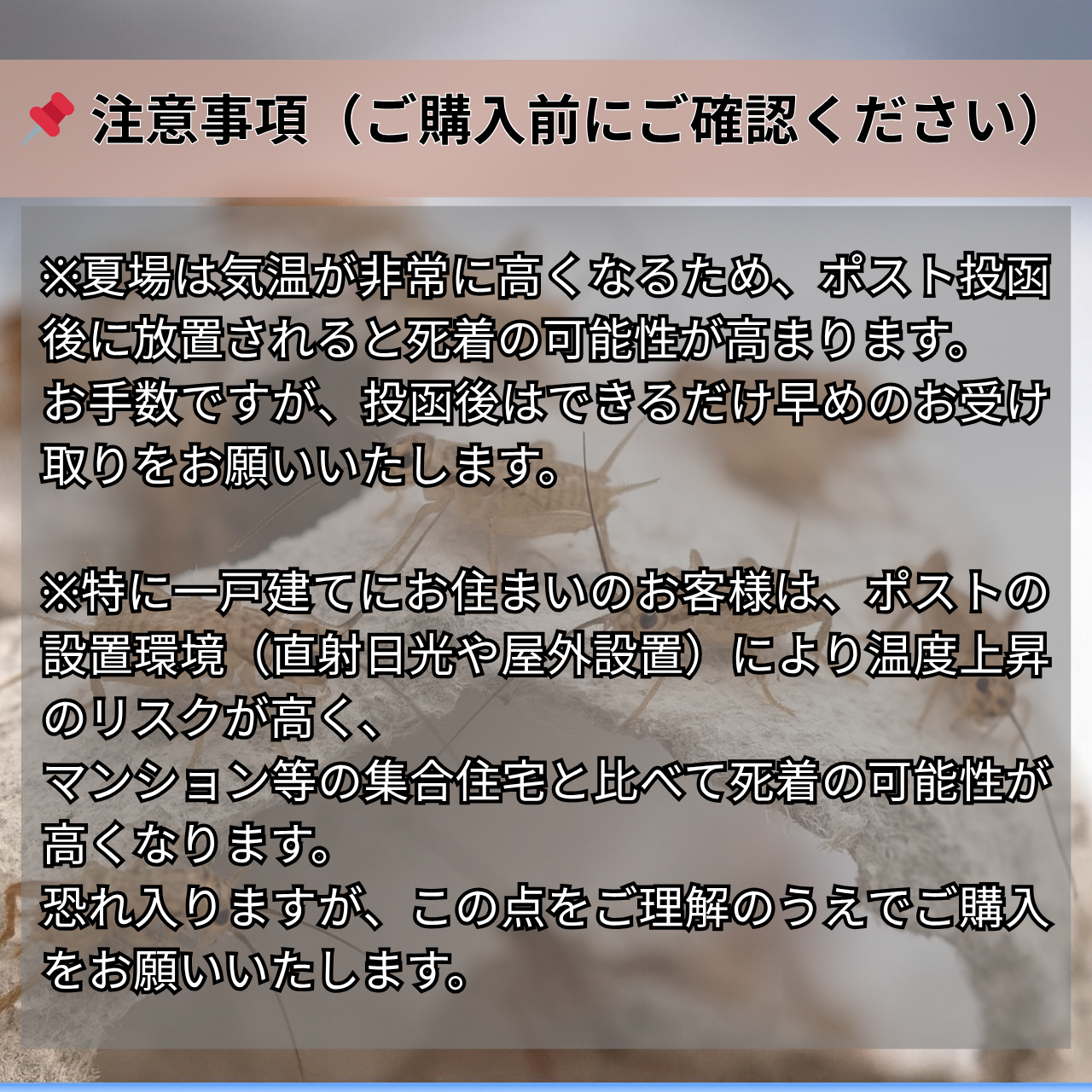 ヨーロッパイエコオロギ 生き餌 SSSサイズ