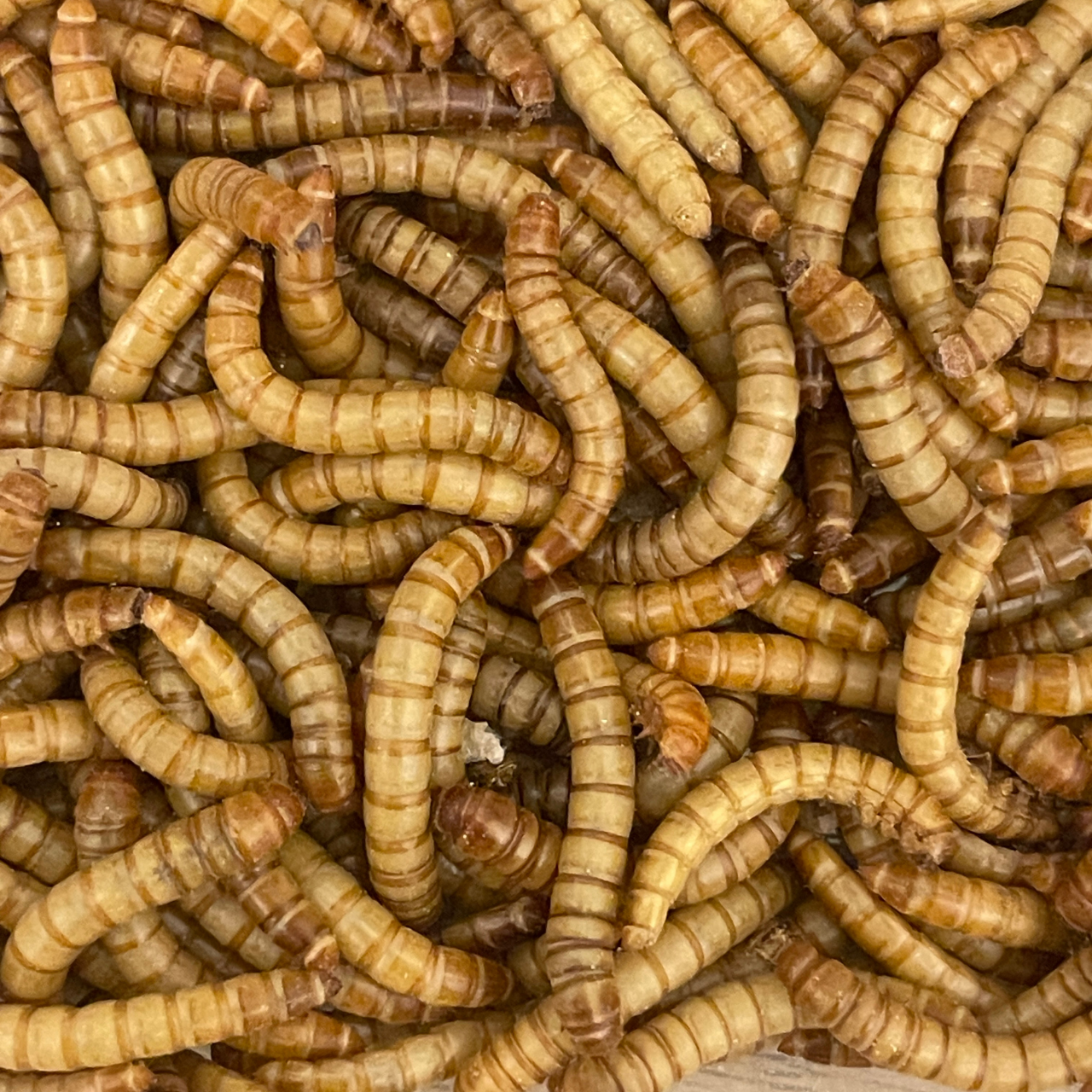 ミルワーム 生き餌