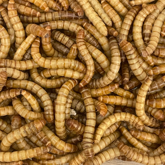 ミルワーム 生き餌