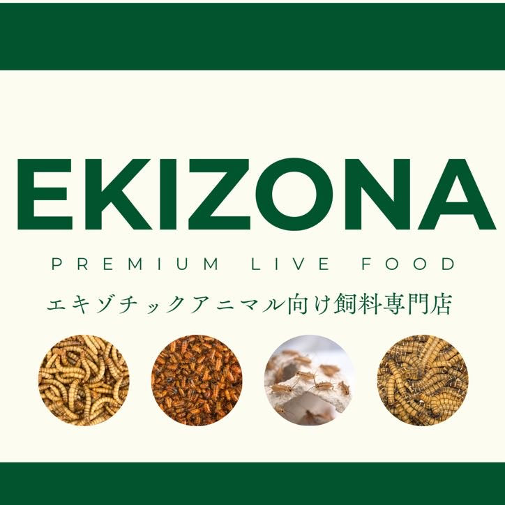 ジャイアントミルワーム 生き餌 MLサイズ