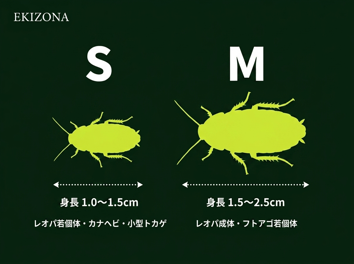 デュビア 生き餌｜爬虫類・レオパ向け［サイズ・数量が選べる］