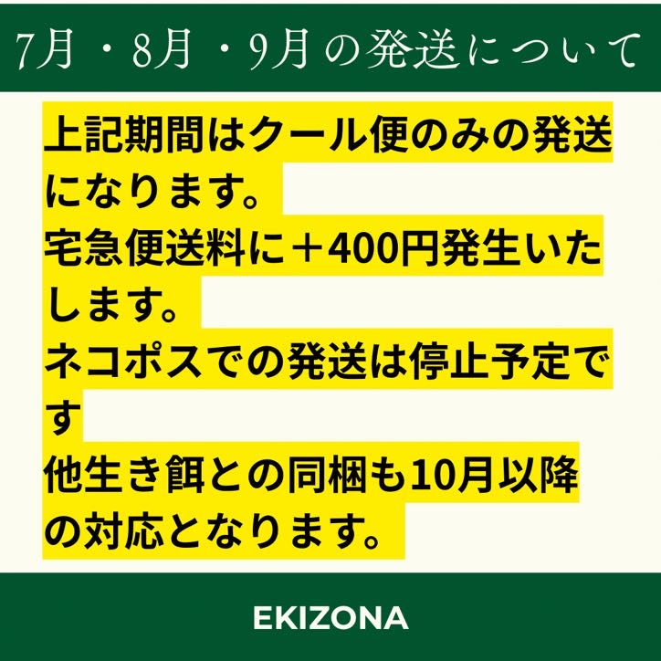 ジャイアントミルワーム 生き餌 MLサイズ
